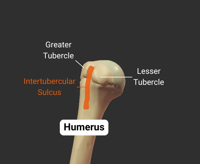 Intertubercular Sulcus - anterior - isolated